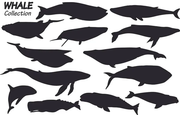 Whale Animals Silhouettes Collection Isolated Illustration — Stock Vector