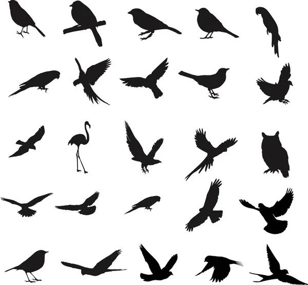 Silhuetter Fåglar Vit Bakgrund — Stock vektor