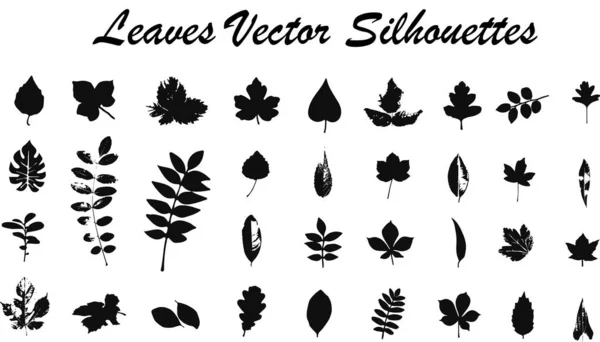 Листья Растений Ветвей Векторная Иллюстрация — стоковый вектор