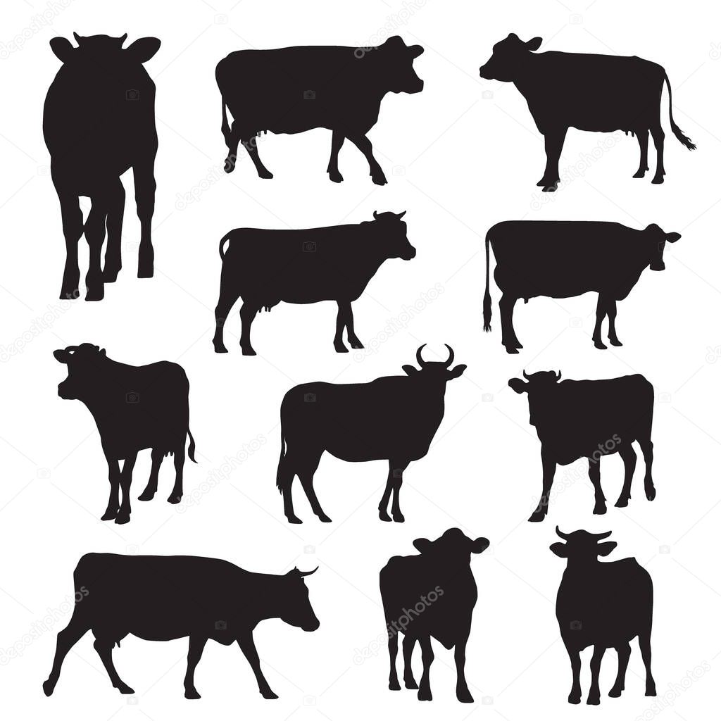 Vector illustration. cow silhouettes