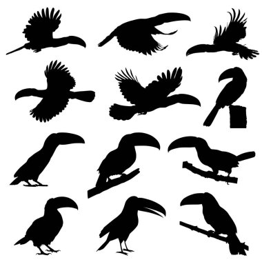 Hayvan Toucan siluetleri ayarlandı