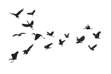 Bir kuş sürüsü silueti