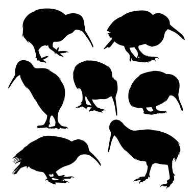 kivi kuşu beyaz arkaplanda izole edilmiş.