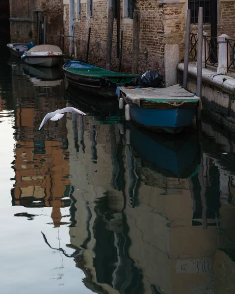 Canal Venezia Italia Mostra Architettura Tradizionale Barche Attraccate Gabbiano Volare — Foto Stock