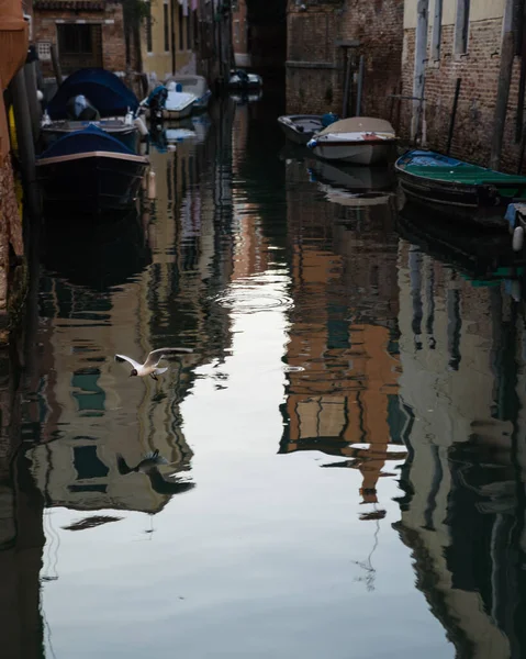 Kanal Venedig Italien Mit Traditioneller Architektur Angedockten Booten Und Vorbeifliegenden — Stockfoto