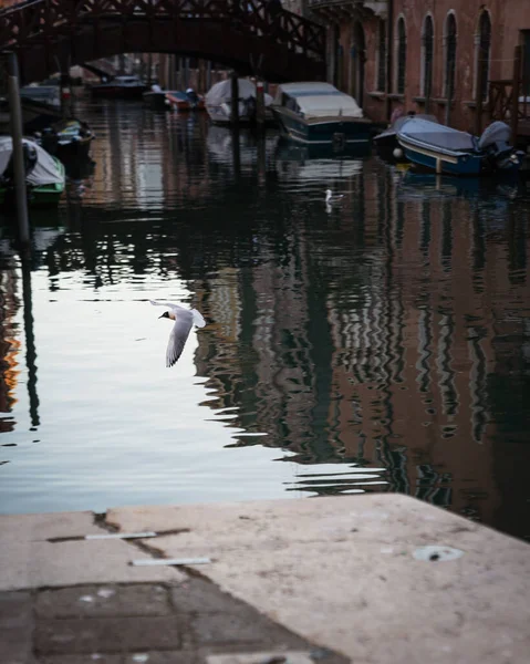 Kanaal Venetië Italië Met Traditionele Architectuur Boten Aangemeerd Meeuw Vliegen — Stockfoto