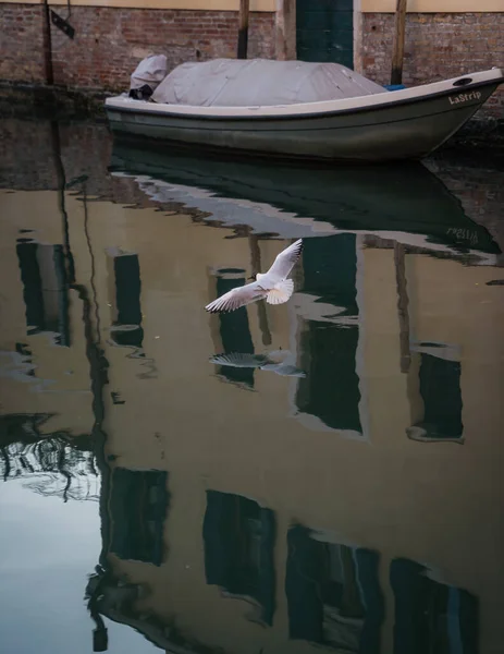 Canal Veneza Itália Mostrando Arquitetura Tradicional Barcos Atracados Gaivota Voando — Fotografia de Stock
