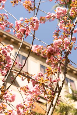 Venedik, İtalya 'da Kiraz Çiçeği Ağacına yakın.