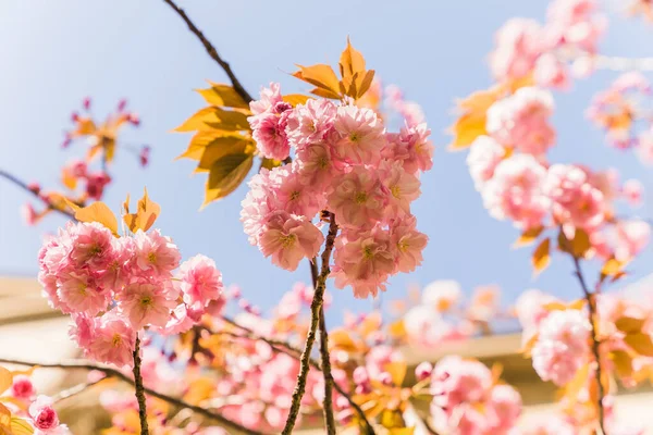 Venedik, İtalya 'da Kiraz Çiçeği Ağacına yakın.