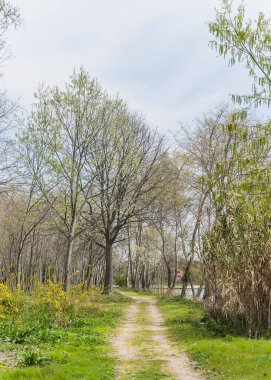 İtalya Venedik 'te bir adada güzel bir park, uzun otlar ve ağaçlarla 