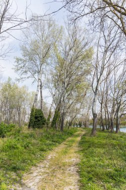 İtalya Venedik 'te bir adada güzel bir park, uzun otlar ve ağaçlarla 