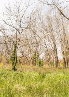 İtalya Venedik 'te bir adada güzel bir park, uzun otlar ve ağaçlarla 