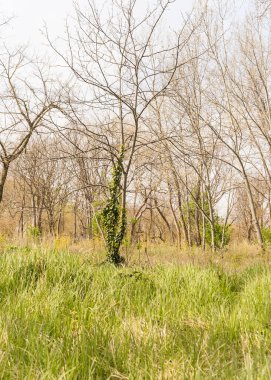 İtalya Venedik 'te bir adada güzel bir park, uzun otlar ve ağaçlarla 