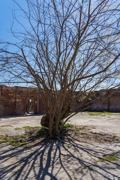 Grande Árvore Seca Meio Área Construção Abandonada — Fotografia de Stock
