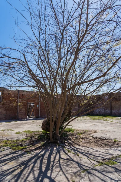 废弃建筑区中央的大干枯树 — 图库照片