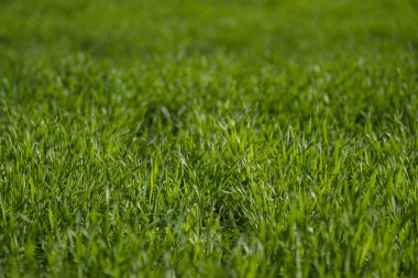 Yeşil Çim Odaklı Patlamış Doğa Arkaplanı