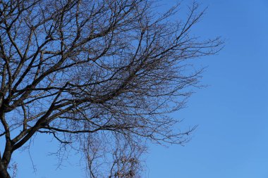 Kışın tüm yapraklarıyla bir ağacın arkasındaki gökyüzü.