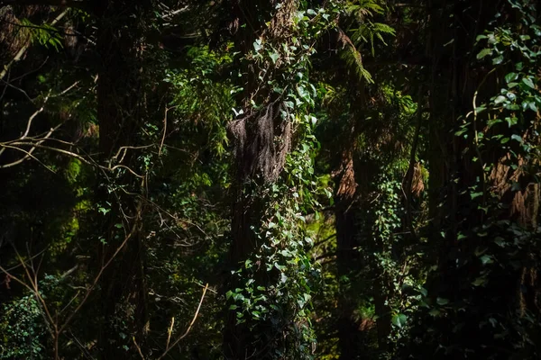Natuurlijke Achtergrond Met Zonlicht Schuin Door Bomen Een Donker Bos — Stockfoto