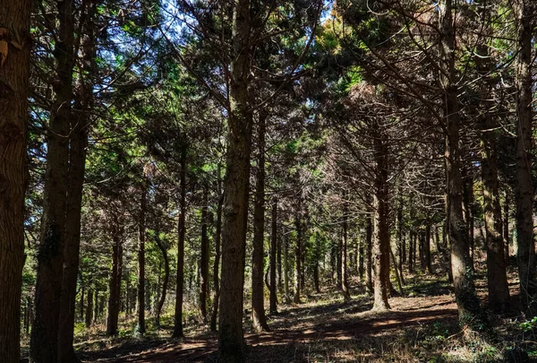 Zonlicht Valt Een Bos Met Grote Bomen — Stockfoto
