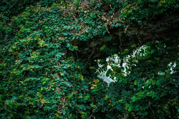 Зеленый Фон Виноградной Лозой — стоковое фото