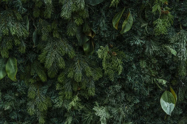 クリスマスの装飾のための松の葉で覆われたパターン化された背景 — ストック写真