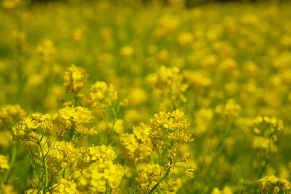 Canola Flowers Fields Jeju Island Background — Stock Photo, Image
