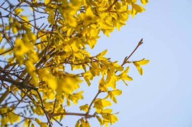 İlkbaharda çekilmiş bir fotoğraf.            