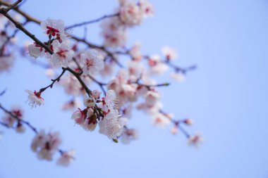 Baharda açan bir erik çiçeğinin fotoğrafı.              