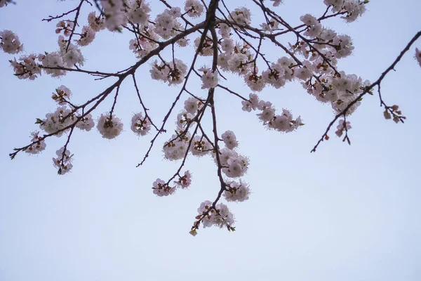 Photo Plum Blossom Spring — Stock Photo, Image