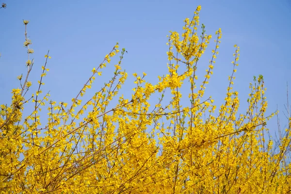 Uma Foto Forsythia Primavera — Fotografia de Stock