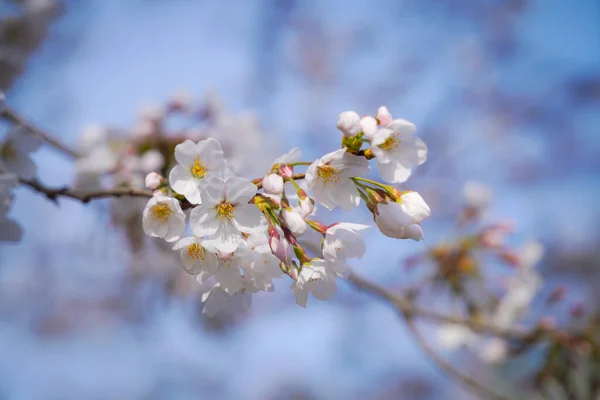 Photo Plum Blossom Spring — Stock Photo, Image