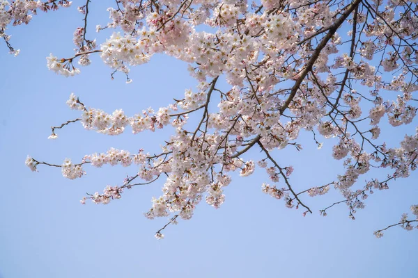 Stock image Cherry blossoms at the beginning of spring season