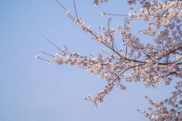 Bahar Mevsiminin Başında Kiraz Çiçekleri Açar — Stok fotoğraf