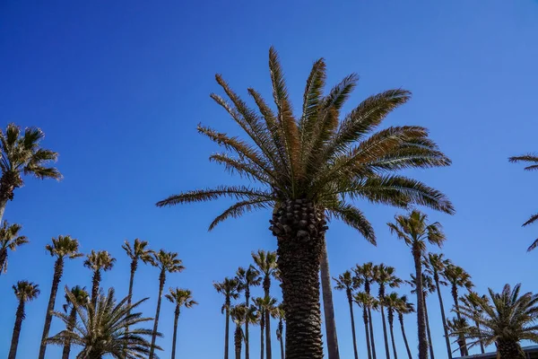 stock image Summer palm trees against the blue sky