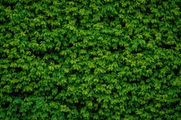 Fundo Com Folhas Verdes Largas — Fotografia de Stock