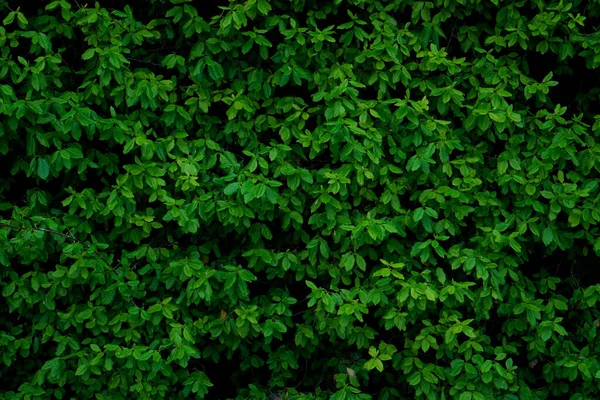 広い緑の葉を持つ背景 — ストック写真