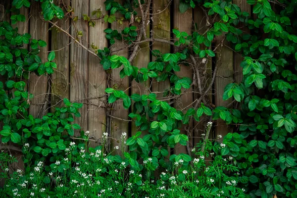 木製の柵の上に緑のヘッジブドウの背景 — ストック写真