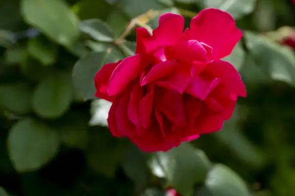 Una Rosa Roja Flor Primer Plano Fondo —  Fotos de Stock