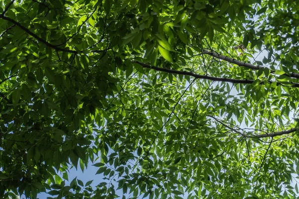 Ein Hintergrund Aus Baumblättern Von Unten Nach Oben — Stockfoto