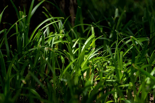 Een Achtergrond Afbeelding Van Een Grasveld Met Licht Dat Door — Stockfoto