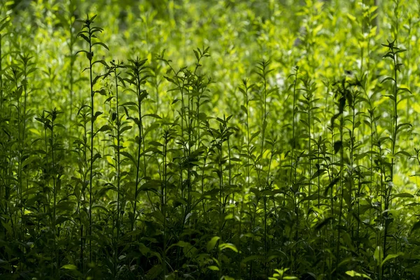 Een Achtergrond Afbeelding Van Zonnelicht Schijnend Het Gras Een Woud — Stockfoto