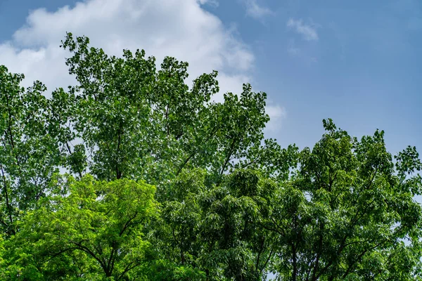 Árboles Bosque Con Cielo Del Mediodía Como Telón Fondo —  Fotos de Stock