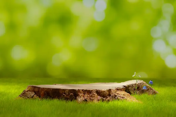 Produktdisplay Podium Hintergrund Wald Mit Holzsockel Auf Gras Rendering — Stockfoto