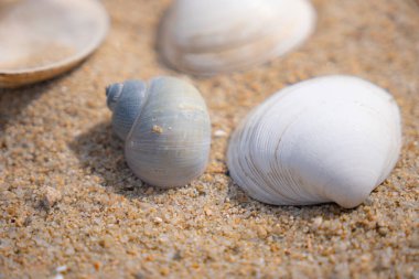 Yaz plajında deniz kabuklarına yakın çekim