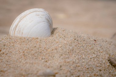 Yaz plajında deniz kabuklarına yakın çekim