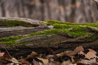 Sabahın köründe ağaç köklerinde büyüyen orman yosunları.