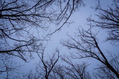 Mavi gökyüzü ile kış ağacı brunch 'ı