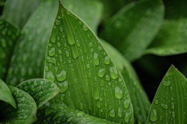 Yağmurdan sonra sabah taze yapraklar ve su damlacıkları