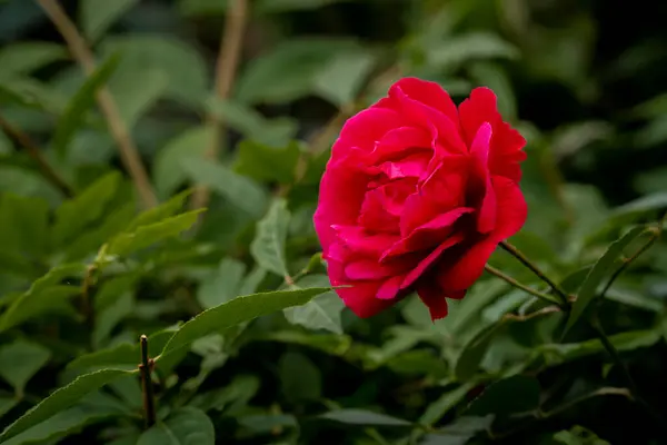 Uma Rosa Vermelha Florescendo Meio Jardim — Fotografia de Stock