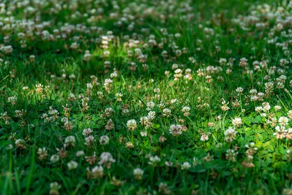 緑の芝生に咲く白い花の景色 — ストック写真